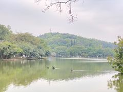 -番禺大夫山森林公园