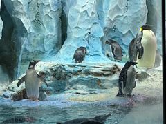 -帝企鹅自助餐厅•儿童岛•真企鹅(长隆企鹅酒店)