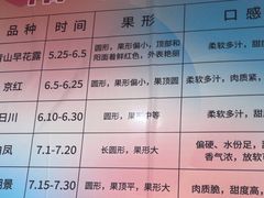 -老袁家蜜桃农场·阳山水蜜桃