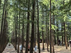 -日照海滨国家森林公园