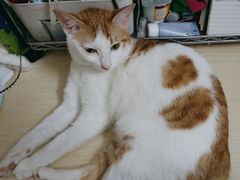 -麦当劳(沙河店)