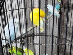 -老味道民宿(栈桥店)