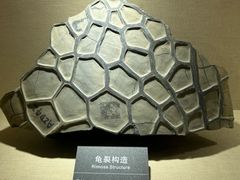 -安徽省地质博物馆