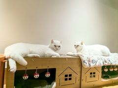 -有猫主题·治愈系猫咖(曾厝垵店)