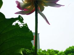 -陈家山荷花公园