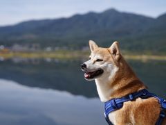 -腾冲北海湿地