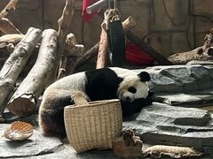 -泉州海丝野生动物世界