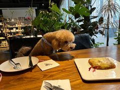 -百好乐宠物友好餐厅(朝外大街店)