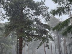 -黑龙江省森林植物园