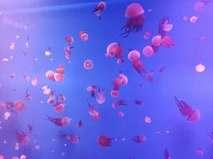 -福州罗源湾海洋世界旅游区