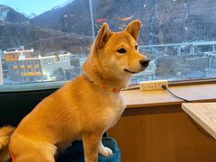 -四姑娘山阿巴郎·藏式花园餐厅