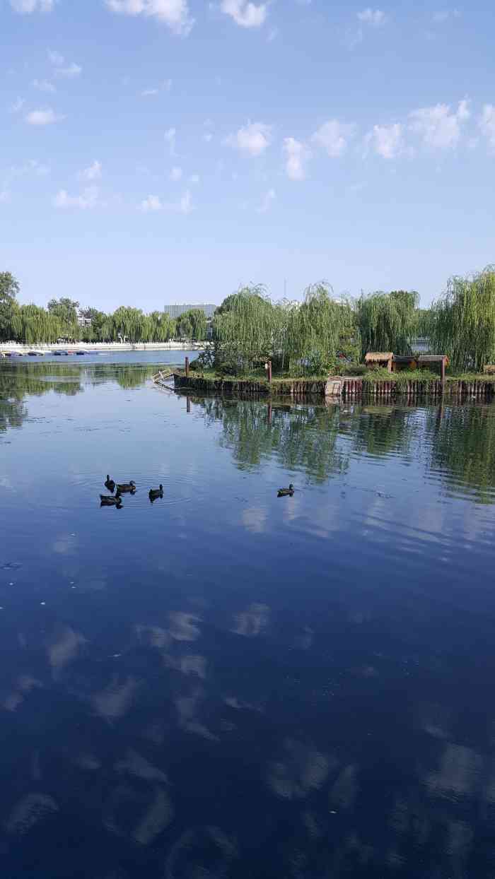 后海野鸭岛-"很久没有看到野鸭岛了,从德胜门一路到后海.