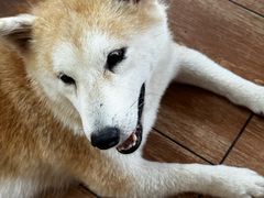-柴犬高等学院·狗咖·柴犬售卖·宠物训练