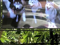 -TrueLove @ Neverland (Husky Cafe)