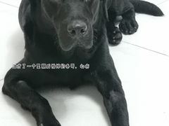 -联合动物医院(光谷诊疗中心)