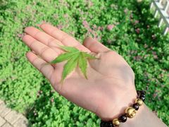 -大塘金香草谷