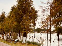 -飞来湖湿地公园