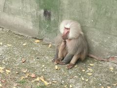 -合肥野生动物园