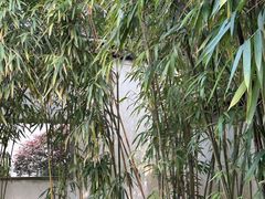 -秋霞圃