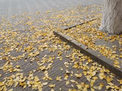 -四川大学(华西校区)