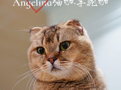 -安格丽娜·狗咖·猫咖羊驼咖(春熙路百盛商场店)