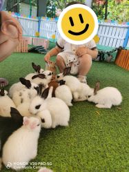 -萌宠亲子动物乐园(槐房万达店)