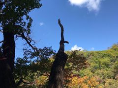 -天女山森林公园