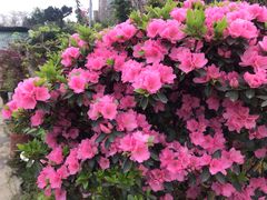 -三圣花乡旅游区