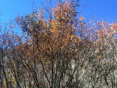 -叠溪松坪沟景区