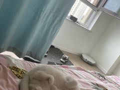 -欣宠猫屋·矮脚拿破仑·蓝金金渐层