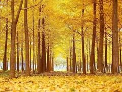 -四川大学(华西校区)