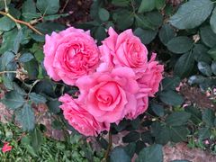 -人民公园(罗湖区)