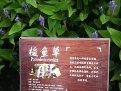 -溱湖国家湿地公园