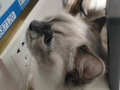-瑞派雷欧宠物医院·24h夜诊·心脏骨科牙科·全科重症转诊中心(无影山店)