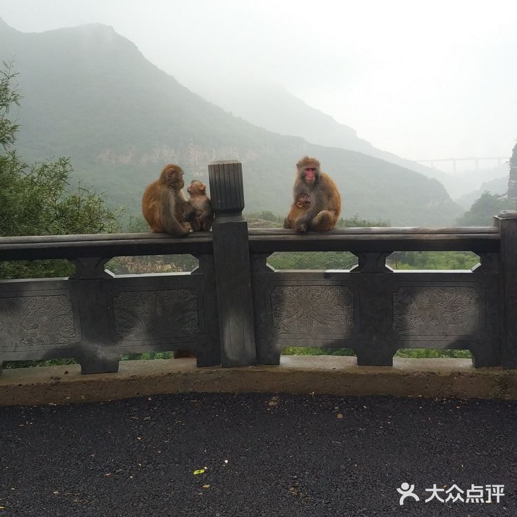 五龙口的猴子太可爱了