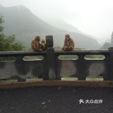 五龙口的猴子太可爱了