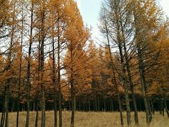 -塞罕坝国家级自然保护区