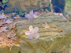 -梧桐山风景名胜区