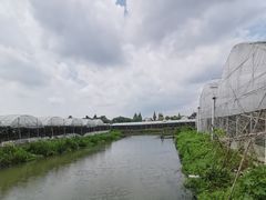 -马陆小张葡萄园农家乐