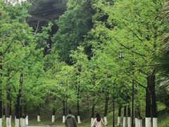 -铁山坪森林公园