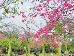 -顺峰山公园