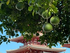 -浅草寺