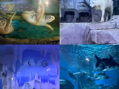 -多彩贵州城极地海洋世界