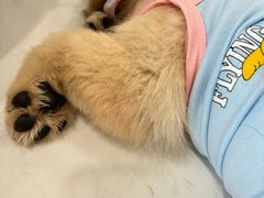 -共舞时光猫咖·狗咖(新街口店)