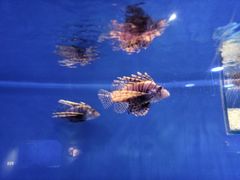 -贝林大翅鲸简餐厅(国家海洋博物馆店)