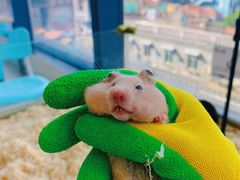 -怪兽屋·羊驼·猫咖·狗咖(俊华广场店)