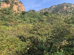 -大岭沟猕猴桃谷风景区