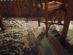 -喵屿·大理花园猫咖