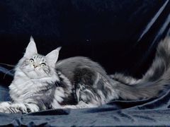 -十年猫舍·猫咪专门店(普陀店)