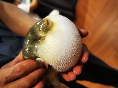 -肆月河豚·新淮扬(金融街店)